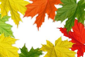 Bright colorful autumn foliage photo