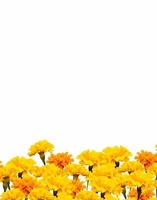 bright colorful flowers marigolds isolated on white background photo