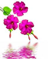 Petunias isolated on a white background. Colorful flowers. photo