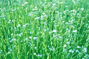 White bright daisy flowers on a background of the summer landscape. photo