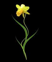 Flower daffodil isolated on a black background photo