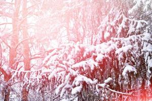 bosque en la escarcha. paisaje de invierno árboles cubiertos de nieve. foto