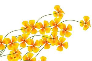 spring flowers eschscholzia isolated on white background. photo