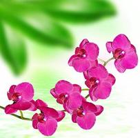 Closeup of orchid. Bouquet of flowers orchid photo