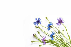 Wild flower cornflower photo