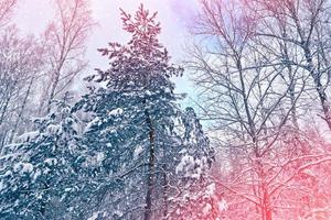 Frozen winter forest with snow covered trees. photo