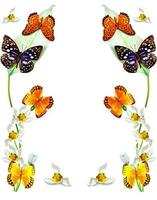 branch of flowers and butterflies isolated on a white background photo