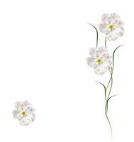 Flowering branch of apple isolated on a white background. Spring photo