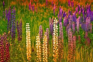 paisaje de verano con hermosas flores de lupino brillante foto