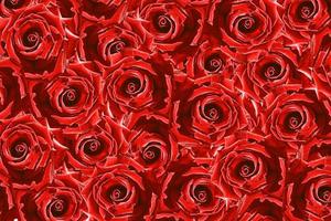 Natural background of buds of red roses flowers. photo