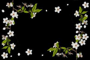 Flowering branch of cherry isolated on a black background. photo