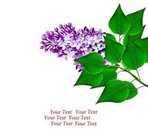 Branch of spring flowers lilac isolated on white background photo