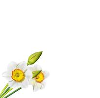 spring flowers narcissus isolated on white background photo