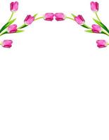 spring flowers tulips isolated on white background. photo