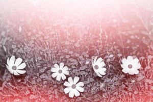 Colorful cosmos flowers on a background of summer landscape. photo