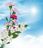 Carnation flowers on a background of blue sky with clouds photo