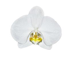 flor de orquídea aislada sobre fondo blanco. foto