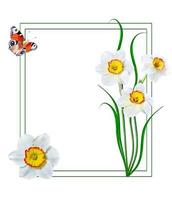 spring flowers narcissus isolated on white background photo