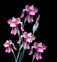 spring flowers iris isolated on black background. photo