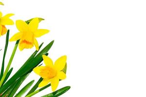 spring flowers narcissus isolated on white background photo