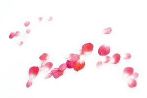 Bright pink rose petals. floral background. photo
