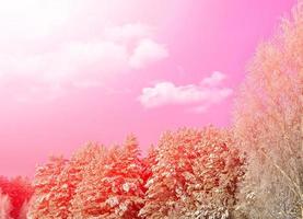 forest in the frost. Winter landscape. Snow covered trees photo