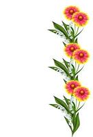 Bouquet of colorful flowers of Gaillardia. delicate flowers isolated on white background photo