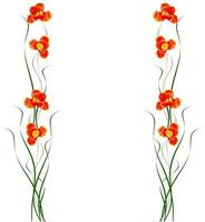 spring flowers tulips isolated on white background. photo