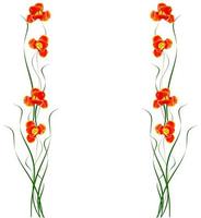 spring flowers tulips isolated on white background. photo