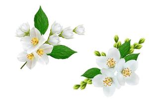 branch of jasmine flowers isolated on white background photo