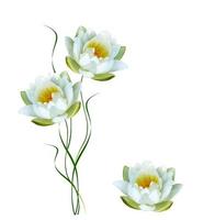 Flower water lily isolated on white background. photo