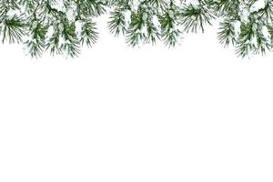 Snow covered trees. fir branch isolated on white background. photo