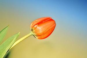 tulipanes de flores brillantes y coloridas foto