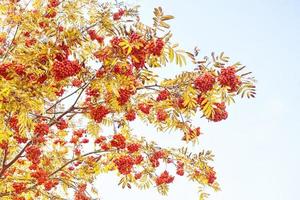 Rowan berries, Sorbus aucuparia, tree mountain ash. photo