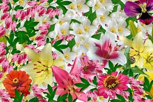 Floral background of colorful flowers. colorful flowers. photo