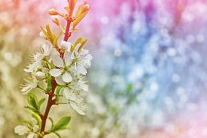 Blossoming branch cherry photo