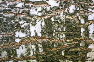 textura de fondo de la corteza de los árboles. desollar la corteza de un árbol foto