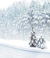 Winter Forest. Winter landscape. photo