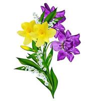 spring flowers  iris isolated on white background. beautiful flowers photo