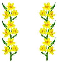 spring flowers narcissus isolated on white background photo