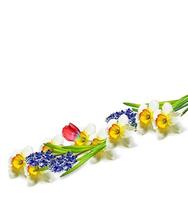 spring flowers narcissus isolated on white background photo