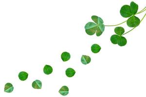 green clover leaves isolated on white background. St.Patrick 's Day photo