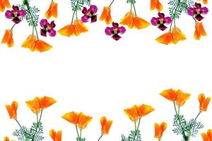 spring flowers eschscholzia isolated on white background. photo