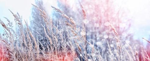 Snow-covered grass on a background of a winter landscape photo