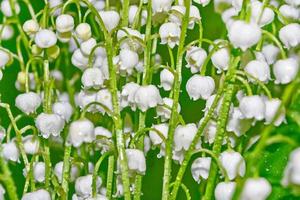 Spring landscape. flowers lily of the valley photo