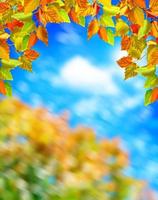 hojas de otoño contra un cielo azul con nubes foto