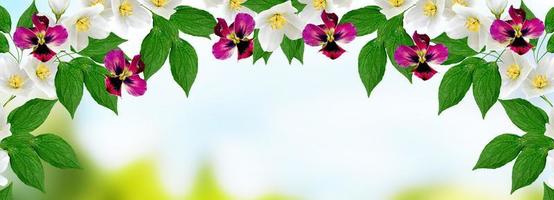 White jasmine The branch delicate spring flowers photo