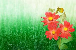 Colorful  flowers dahlia on the background of the summer landscape photo