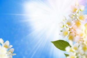 White jasmine The branch delicate spring flowers photo