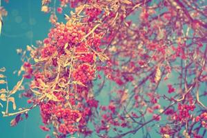 Rowan berries, Sorbus aucuparia, tree mountain ash. photo